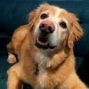 Sam the dog is all smiles sitting on the couch at the Miazi Search office